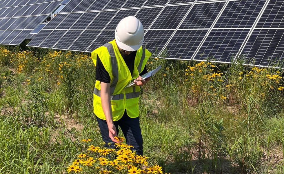 US solar sites linked to higher levels of insects