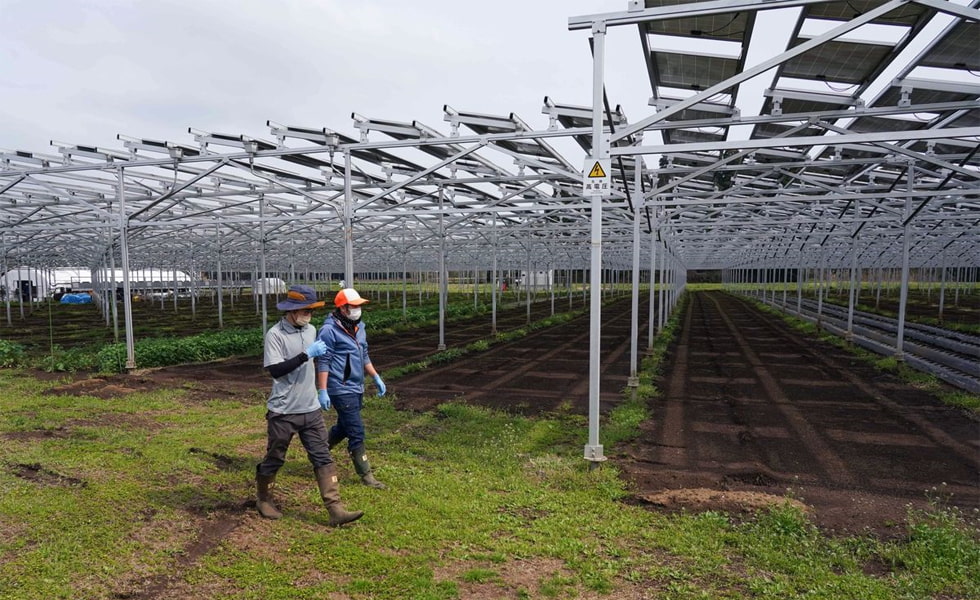 Japan's agricultural light complementary power station is very popular